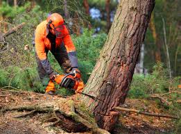 Best Tree Preservation Services  in Columbia, IL